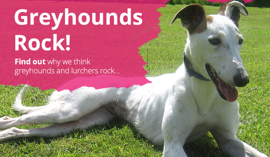 Greyhounds Rock!